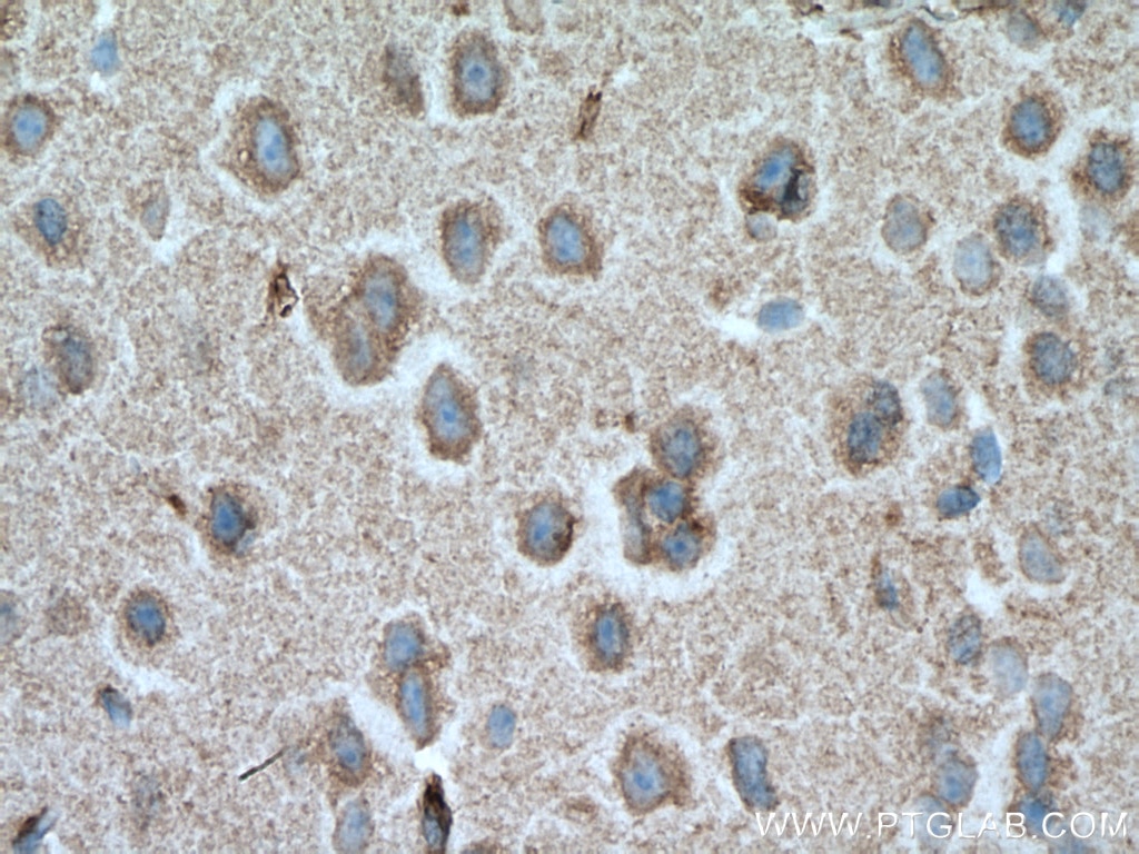 IHC staining of mouse brain using 66188-1-Ig