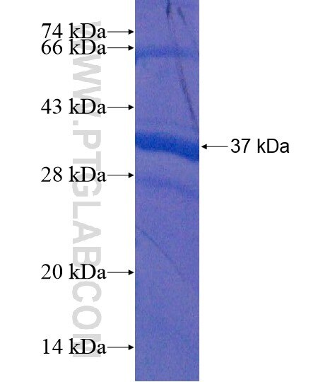 SEPT8 fusion protein Ag19114 SDS-PAGE