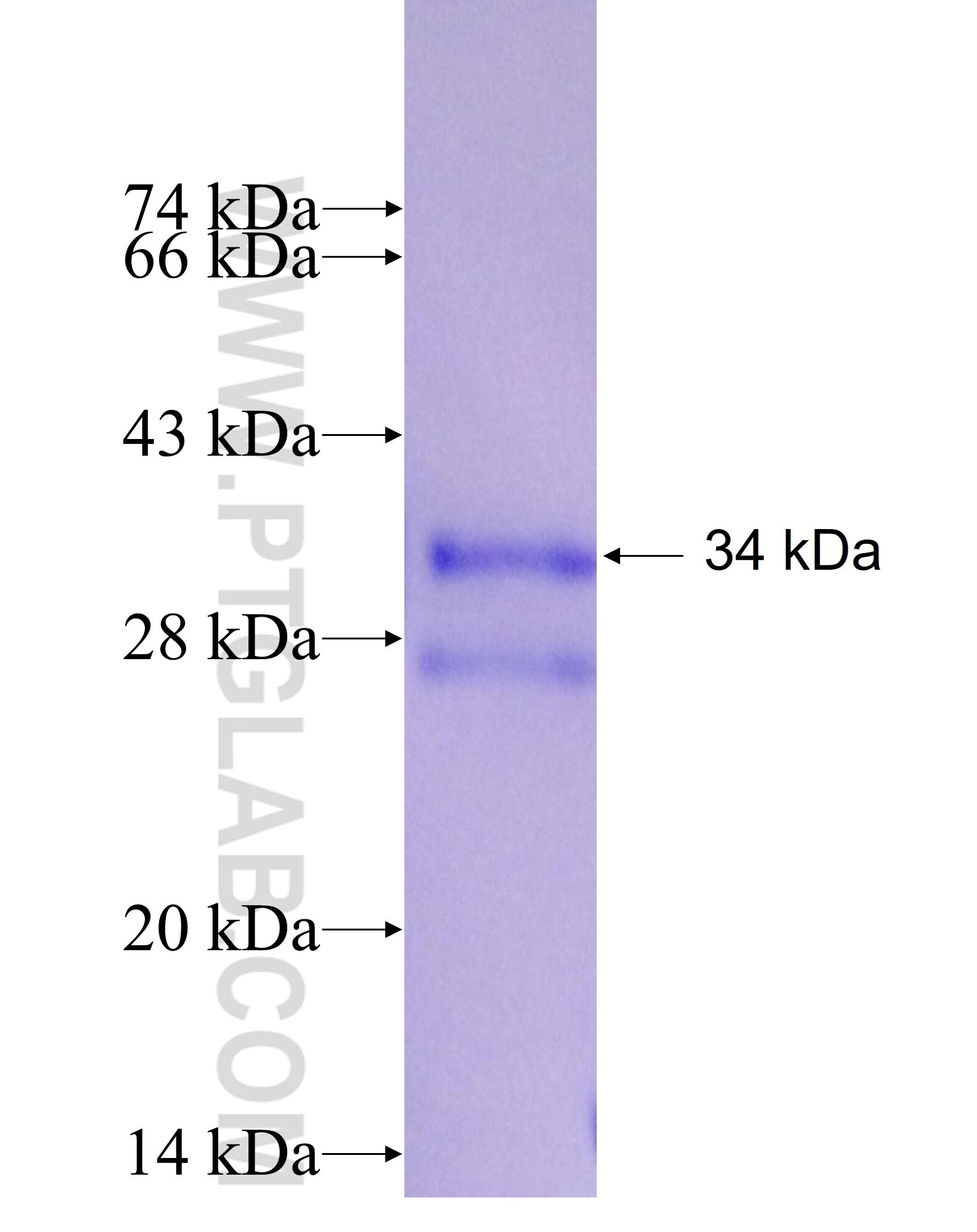 SEPX1 fusion protein Ag7391 SDS-PAGE