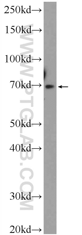 Western Blot (WB) analysis of HEK-293 cells using SERAC1 Polyclonal antibody (25729-1-AP)