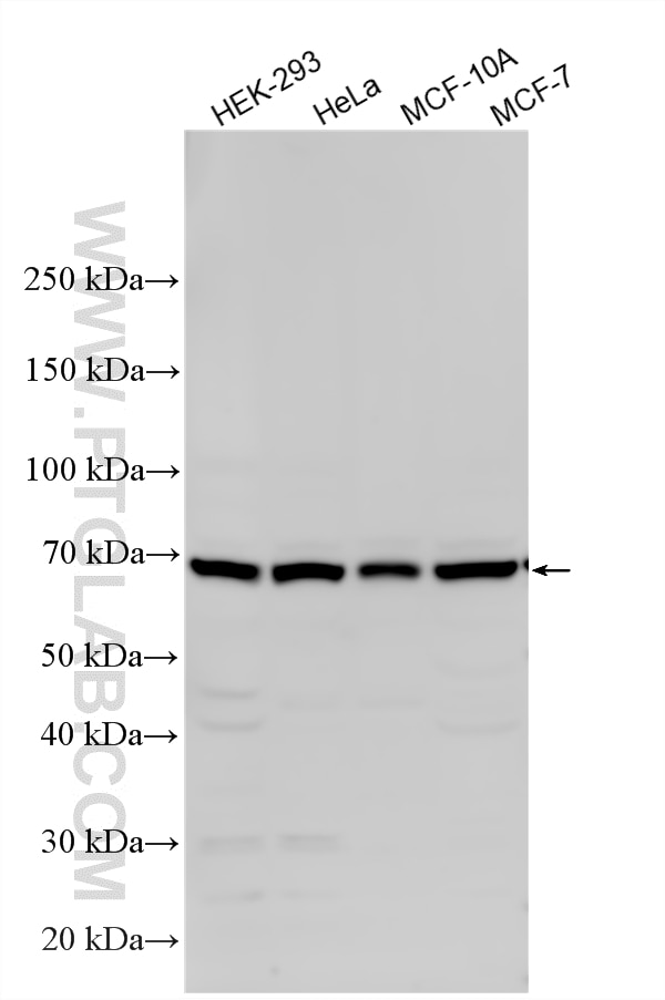 Various lysates were subjected to SDS PAGE followed by western blot with 25729-1-AP (SERAC1 antibody) at dilution of 1:1000 incubated at room temperature for 1.5 hours. Western Blot (WB) analysis of various lysates using SERAC1 Polyclonal antibody (25729-1-AP)