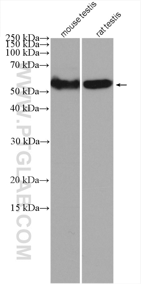 Western Blot (WB) analysis of various lysates using SERBP1 Polyclonal antibody (10729-1-AP)