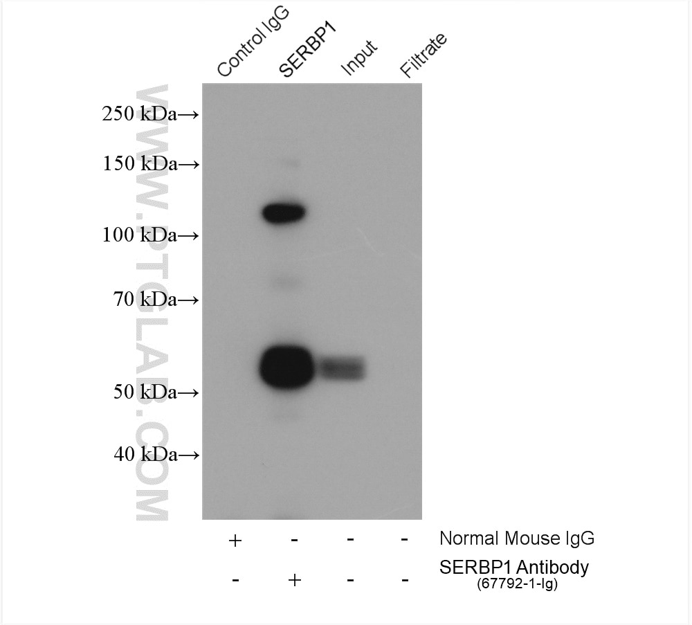 Immunoprecipitation (IP) experiment of HeLa cells using SERBP1 Monoclonal antibody (67792-1-Ig)