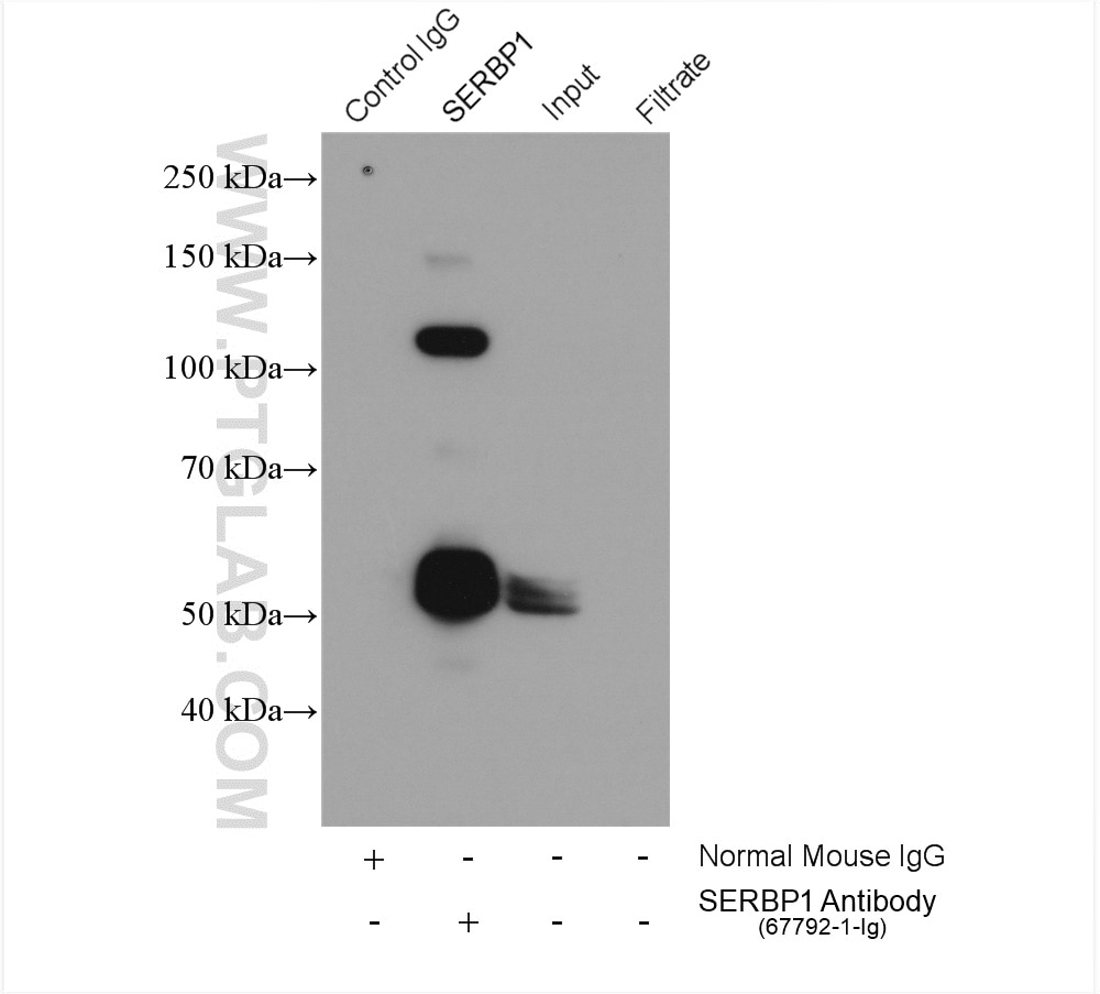 Immunoprecipitation (IP) experiment of HeLa cells using SERBP1 Monoclonal antibody (67792-1-Ig)
