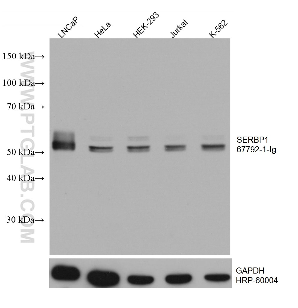 Western Blot (WB) analysis of various lysates using SERBP1 Monoclonal antibody (67792-1-Ig)