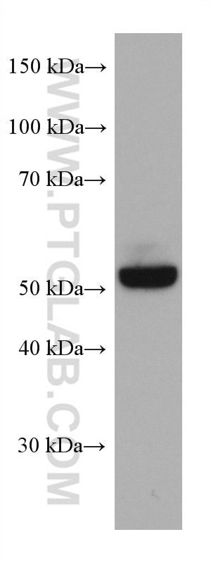 WB analysis of MDCK using 67792-1-Ig