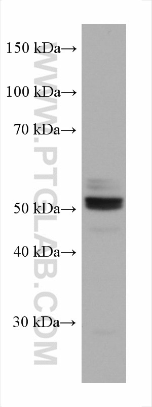 Western Blot (WB) analysis of HSC-T6 cells using SERBP1 Monoclonal antibody (67792-1-Ig)