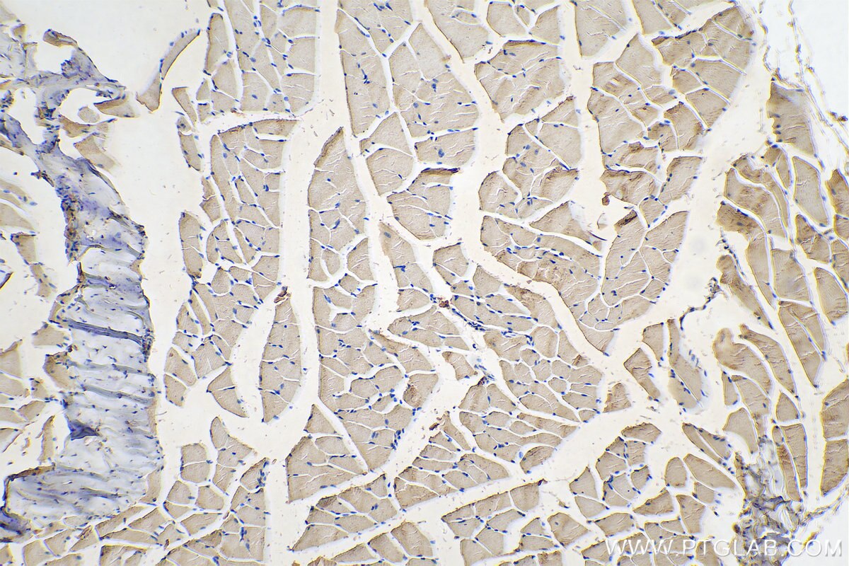 IHC staining of mouse skeletal muscle using 67248-1-Ig