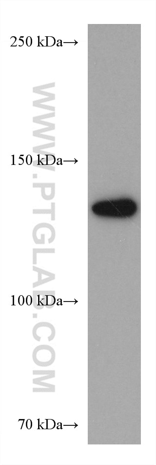 Western Blot (WB) analysis of NIH/3T3 cells using SERCA2,ATP2A2 Monoclonal antibody (67248-1-Ig)