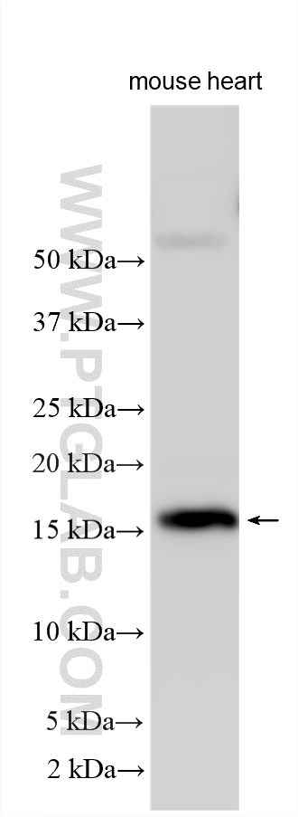 Western Blot (WB) analysis of various lysates using SERF1A Polyclonal antibody (12725-1-AP)