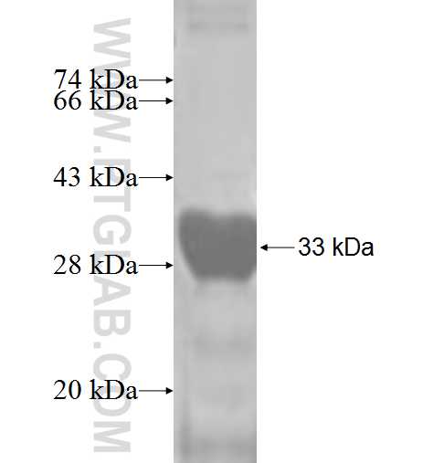 SERF1A fusion protein Ag3422 SDS-PAGE