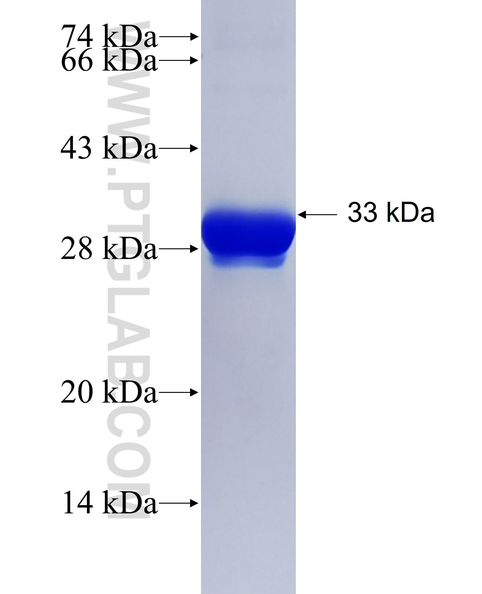 SERF1A fusion protein Ag3422 SDS-PAGE