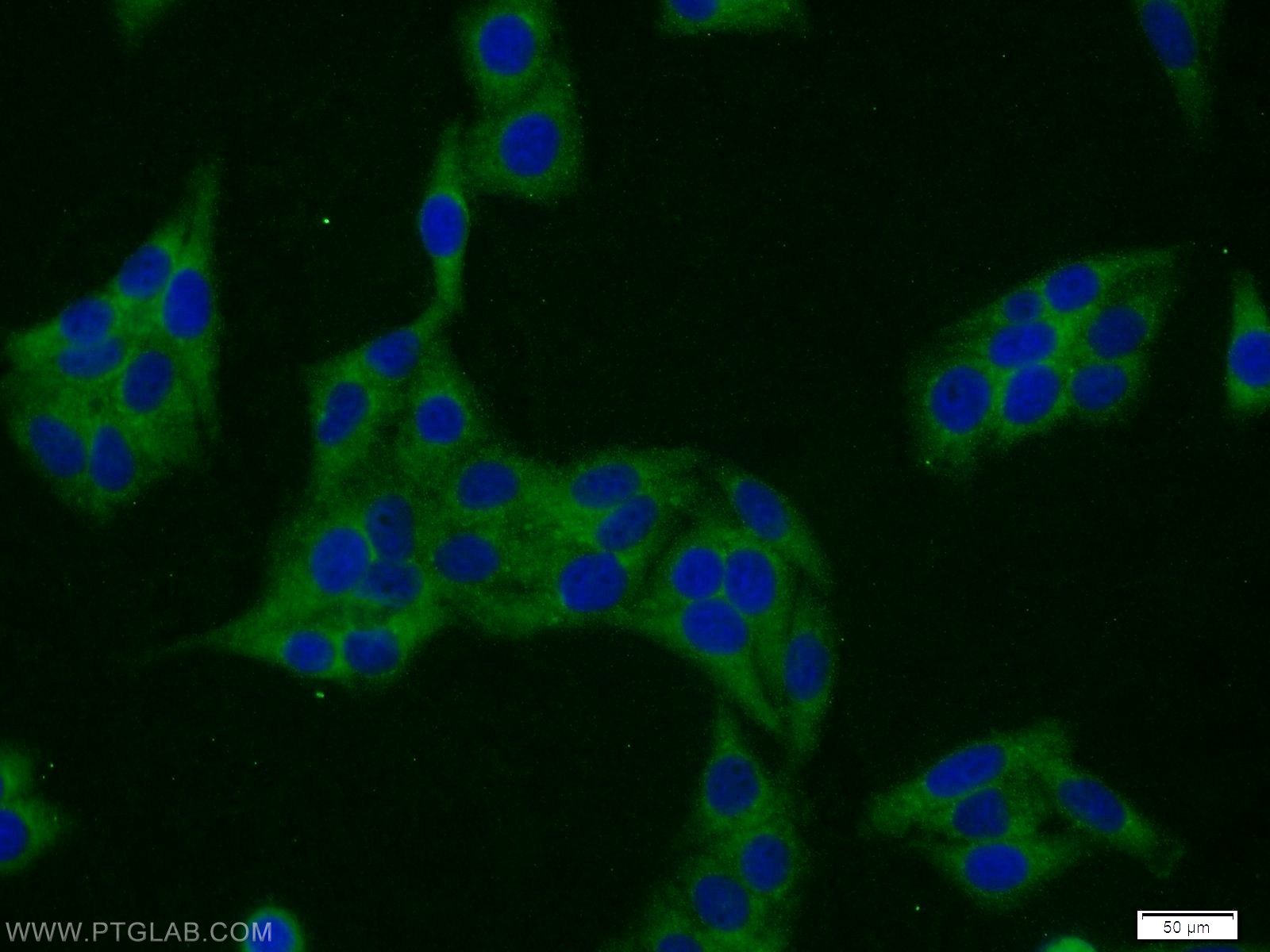 Immunofluorescence (IF) / fluorescent staining of HepG2 cells using SERF2 Polyclonal antibody (11691-1-AP)