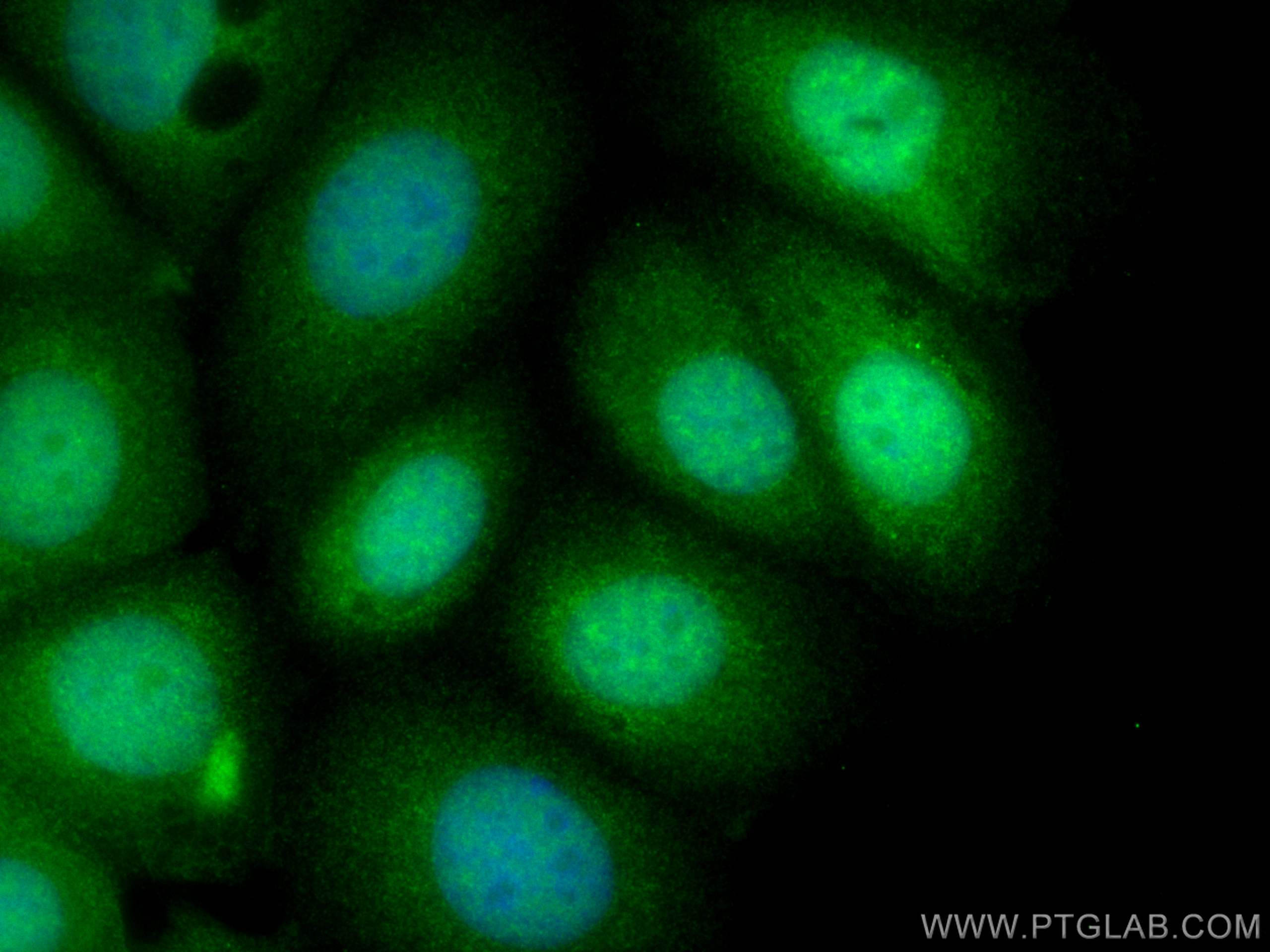 Immunofluorescence (IF) / fluorescent staining of MCF-7 cells using SERF2 Polyclonal antibody (11691-1-AP)