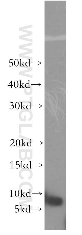 WB analysis of HepG2 using 11691-1-AP