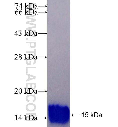 SERF2 fusion protein Ag14448 SDS-PAGE