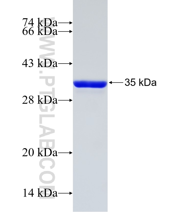 SERF2 fusion protein Ag2305 SDS-PAGE