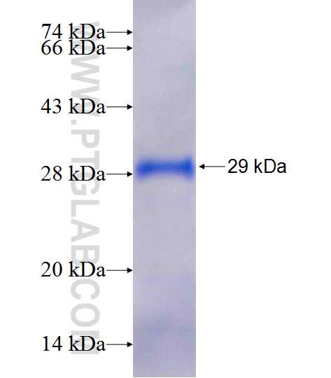 SERGEF fusion protein Ag25460 SDS-PAGE