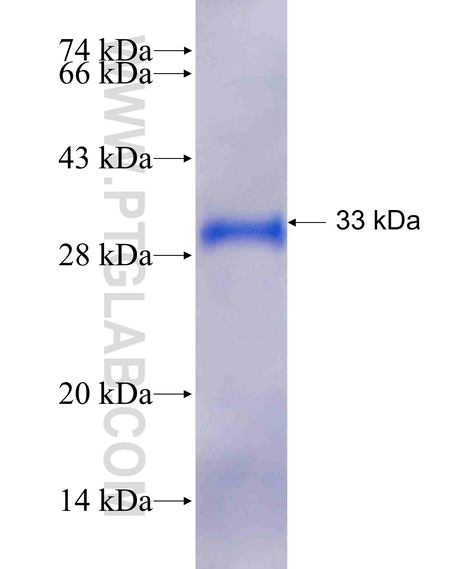 SERGEF fusion protein Ag25460 SDS-PAGE