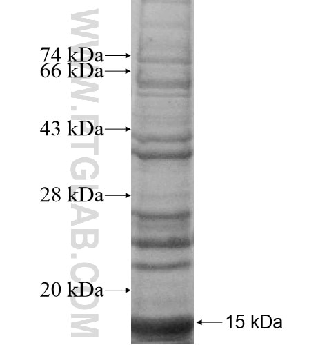 SERHL fusion protein Ag12618 SDS-PAGE