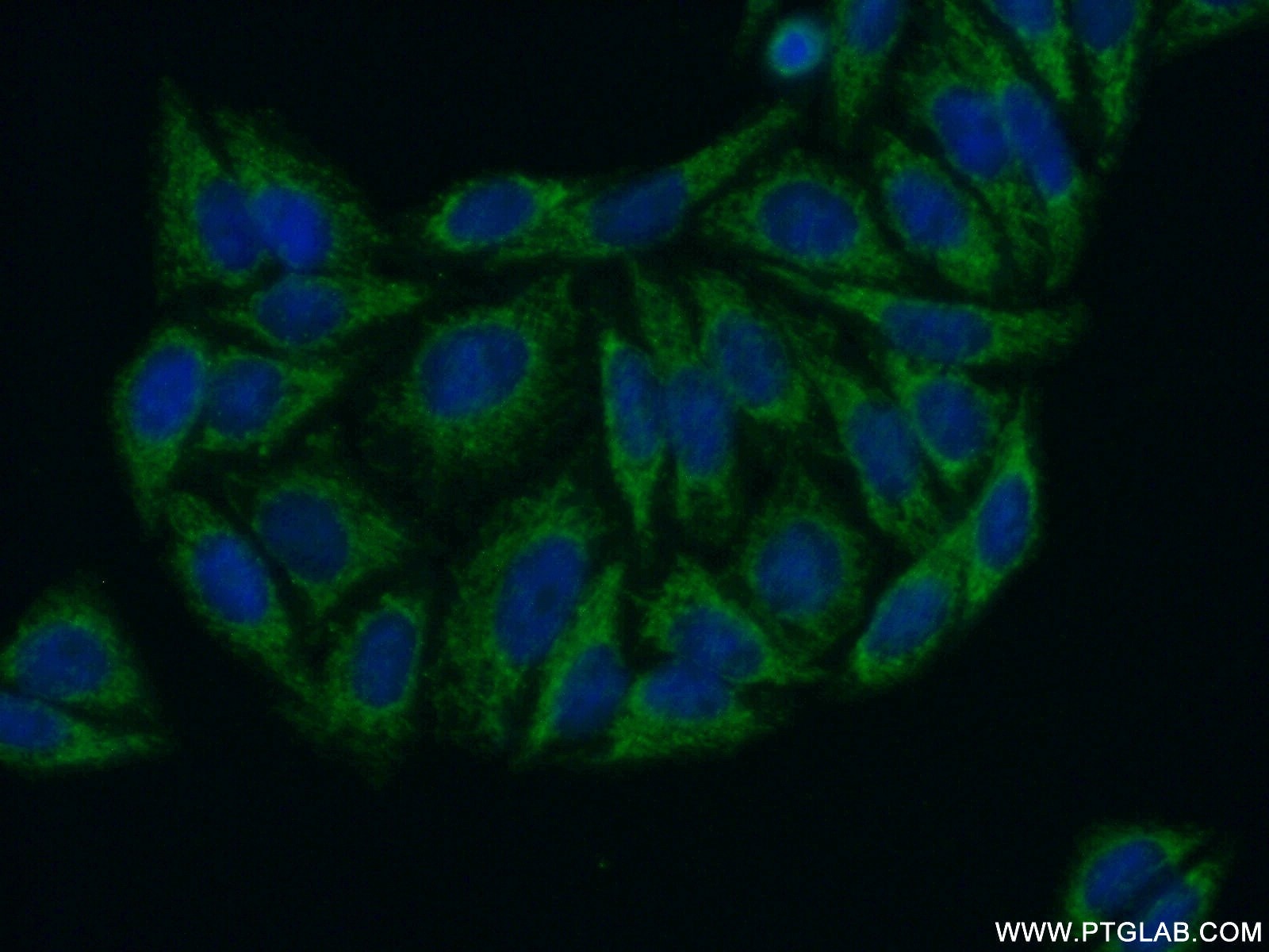 Immunofluorescence (IF) / fluorescent staining of HepG2 cells using SERINC1 Polyclonal antibody (20265-1-AP)