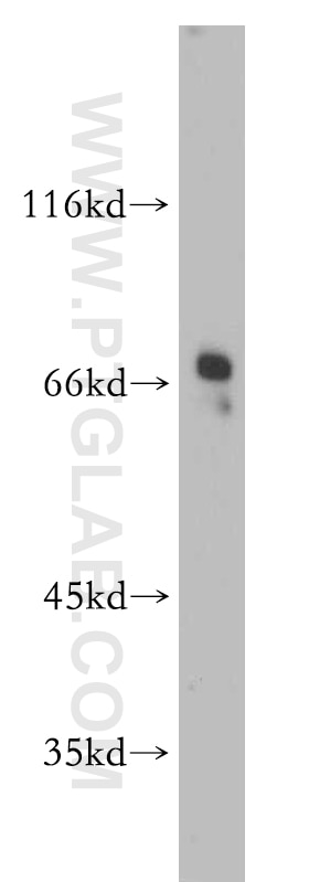 Western Blot (WB) analysis of HeLa cells using SERINC1 Polyclonal antibody (20265-1-AP)