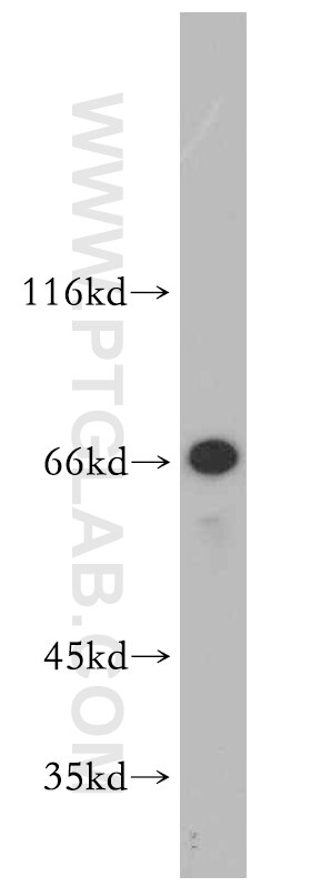 Western Blot (WB) analysis of L02 cells using SERINC1 Polyclonal antibody (20265-1-AP)
