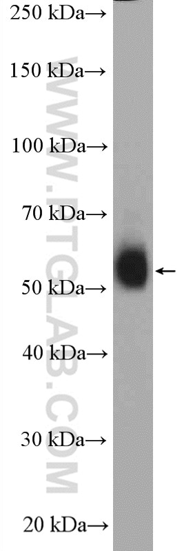 Western Blot (WB) analysis of human spleen tissue using SERINC5 Polyclonal antibody (27066-1-AP)