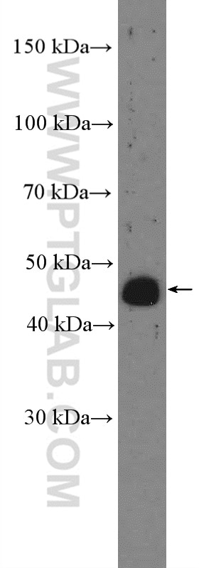 Western Blot (WB) analysis of human placenta tissue using SERINC5 Polyclonal antibody (27066-1-AP)