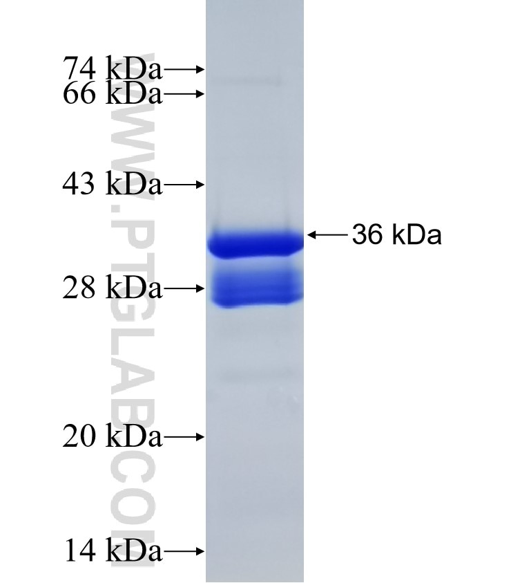 SERINC5 fusion protein Ag25265 SDS-PAGE