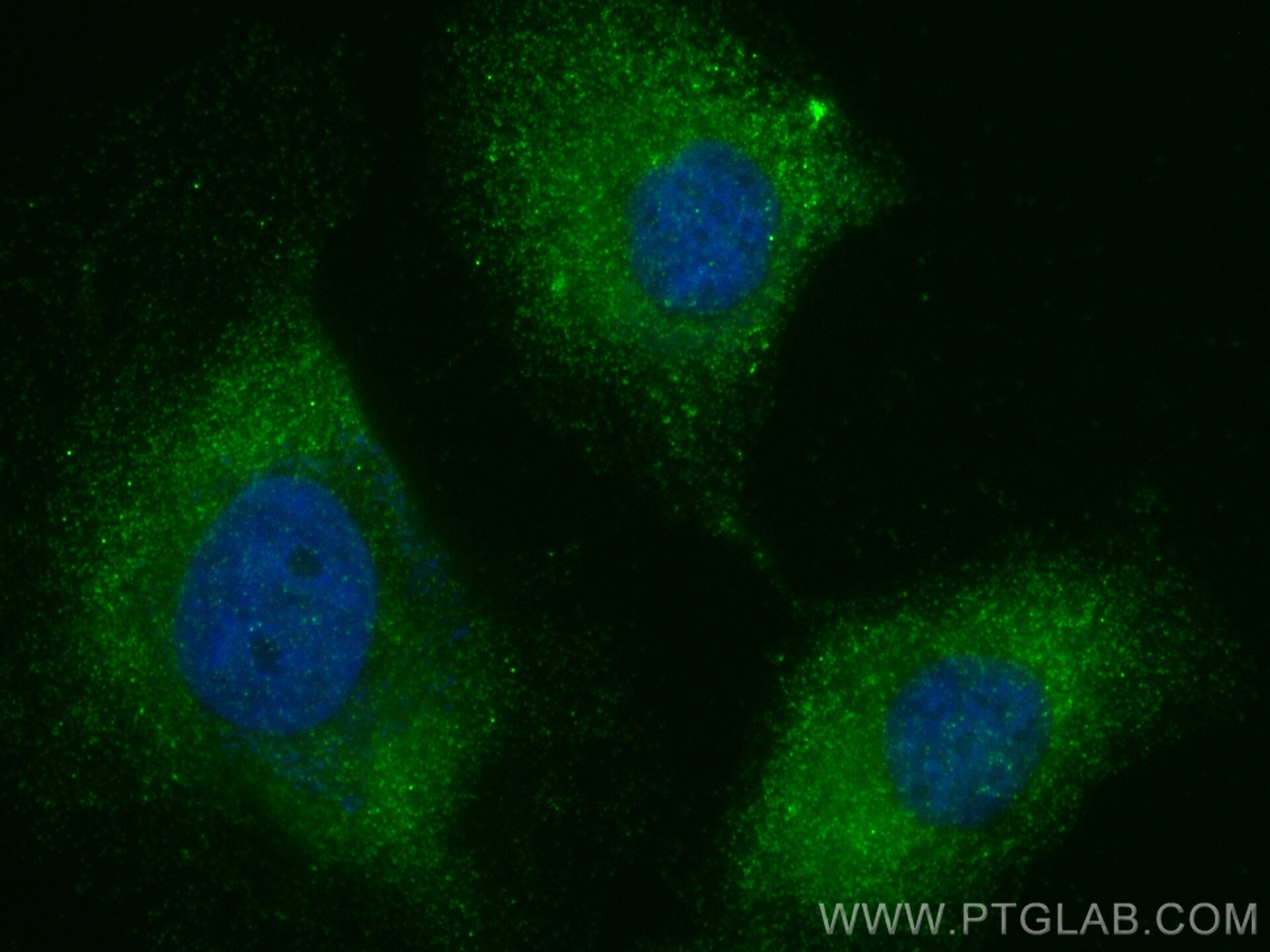Immunofluorescence (IF) / fluorescent staining of HeLa cells using SERP1 Polyclonal antibody (17807-1-AP)