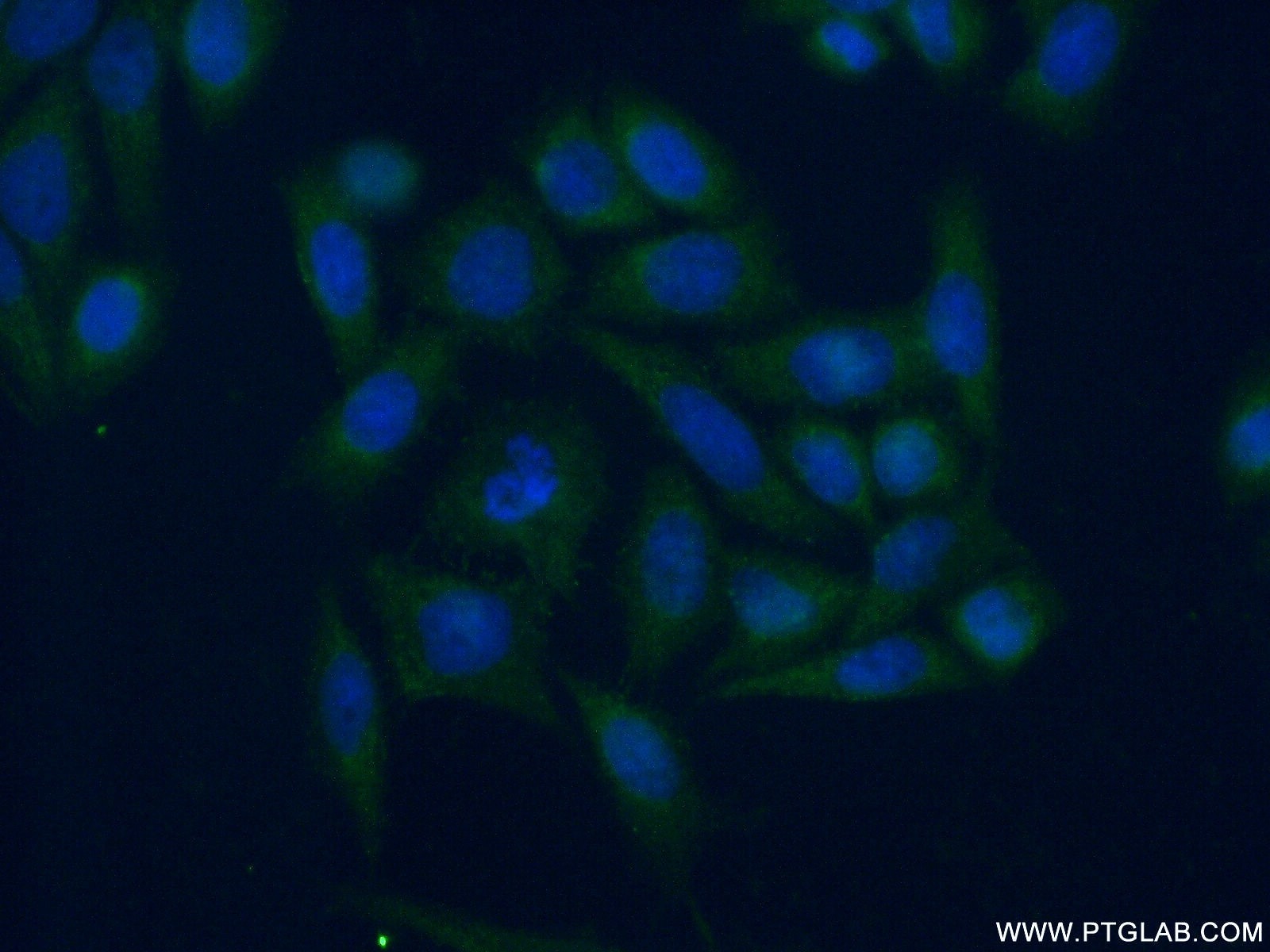 Immunofluorescence (IF) / fluorescent staining of HeLa cells using SERP1 Polyclonal antibody (17807-1-AP)