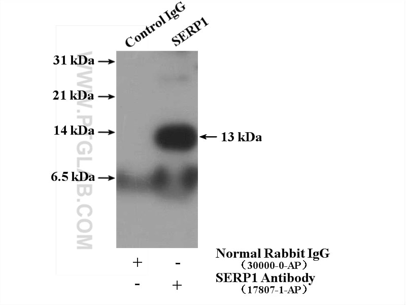 Immunoprecipitation (IP) experiment of mouse brain tissue using SERP1 Polyclonal antibody (17807-1-AP)