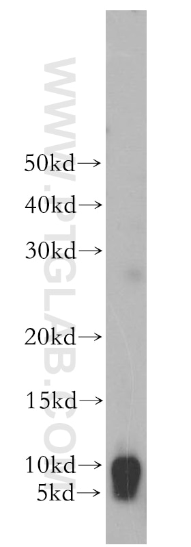 Western Blot (WB) analysis of HeLa cells using SERP1 Polyclonal antibody (17807-1-AP)