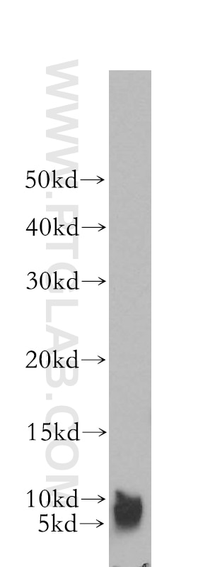 Western Blot (WB) analysis of mouse pancreas tissue using SERP1 Polyclonal antibody (17807-1-AP)