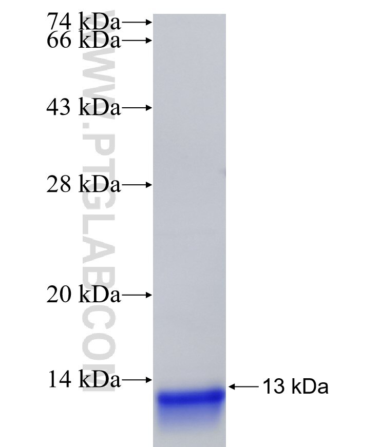 SERP1 fusion protein Ag12087 SDS-PAGE
