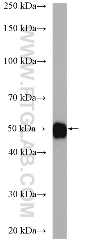 Western Blot (WB) analysis of mouse lung tissue using Alpha 1 Antitrypsin Polyclonal antibody (16382-1-AP)
