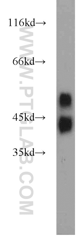 Western Blot (WB) analysis of mouse liver tissue using Alpha 1 Antitrypsin Polyclonal antibody (16382-1-AP)