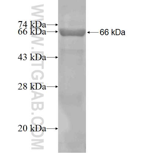 Alpha-1-Antitrypsin fusion protein Ag9369 SDS-PAGE