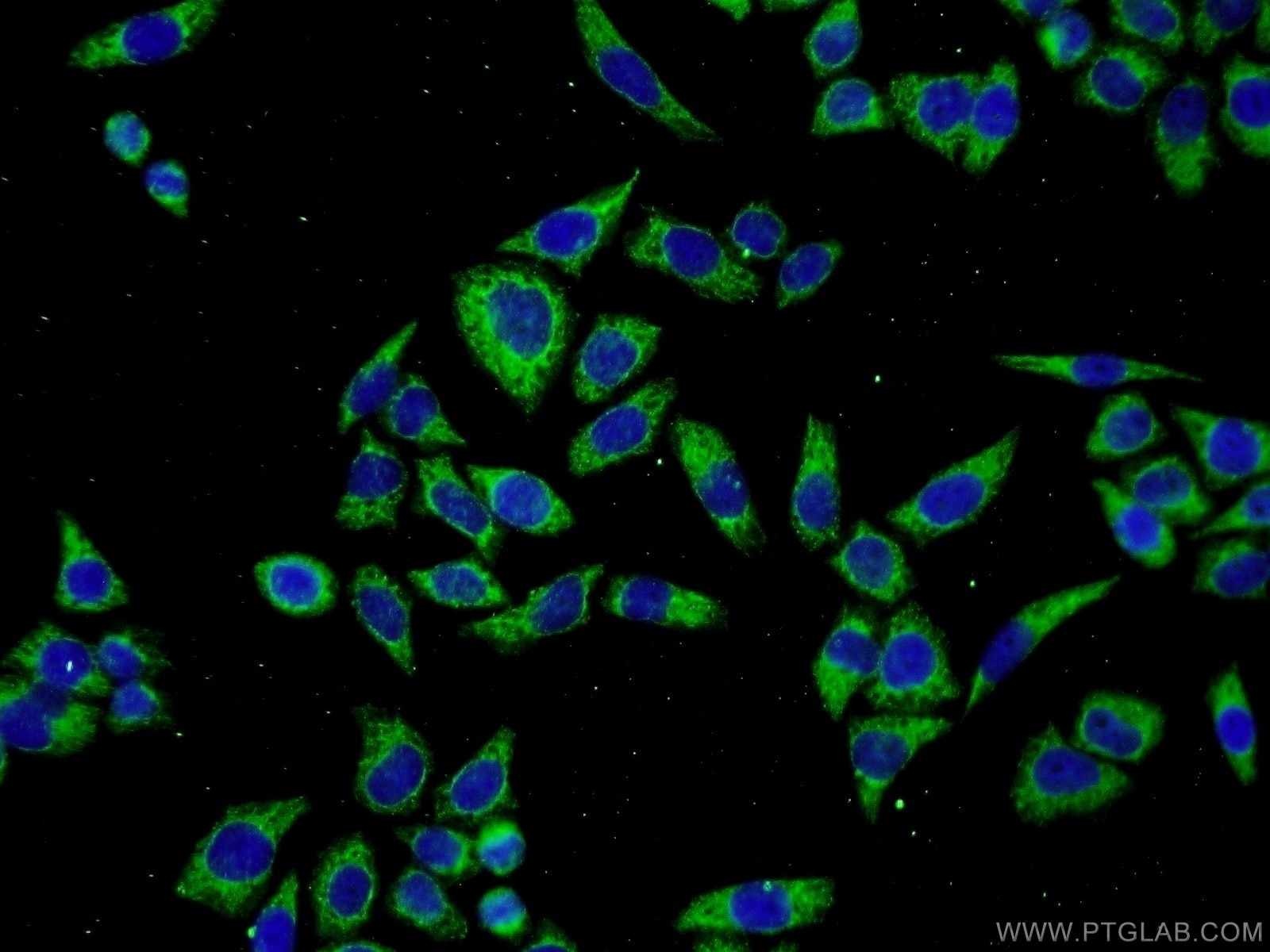 Immunofluorescence (IF) / fluorescent staining of L02 cells using SERPINA10 Polyclonal antibody (11851-1-AP)