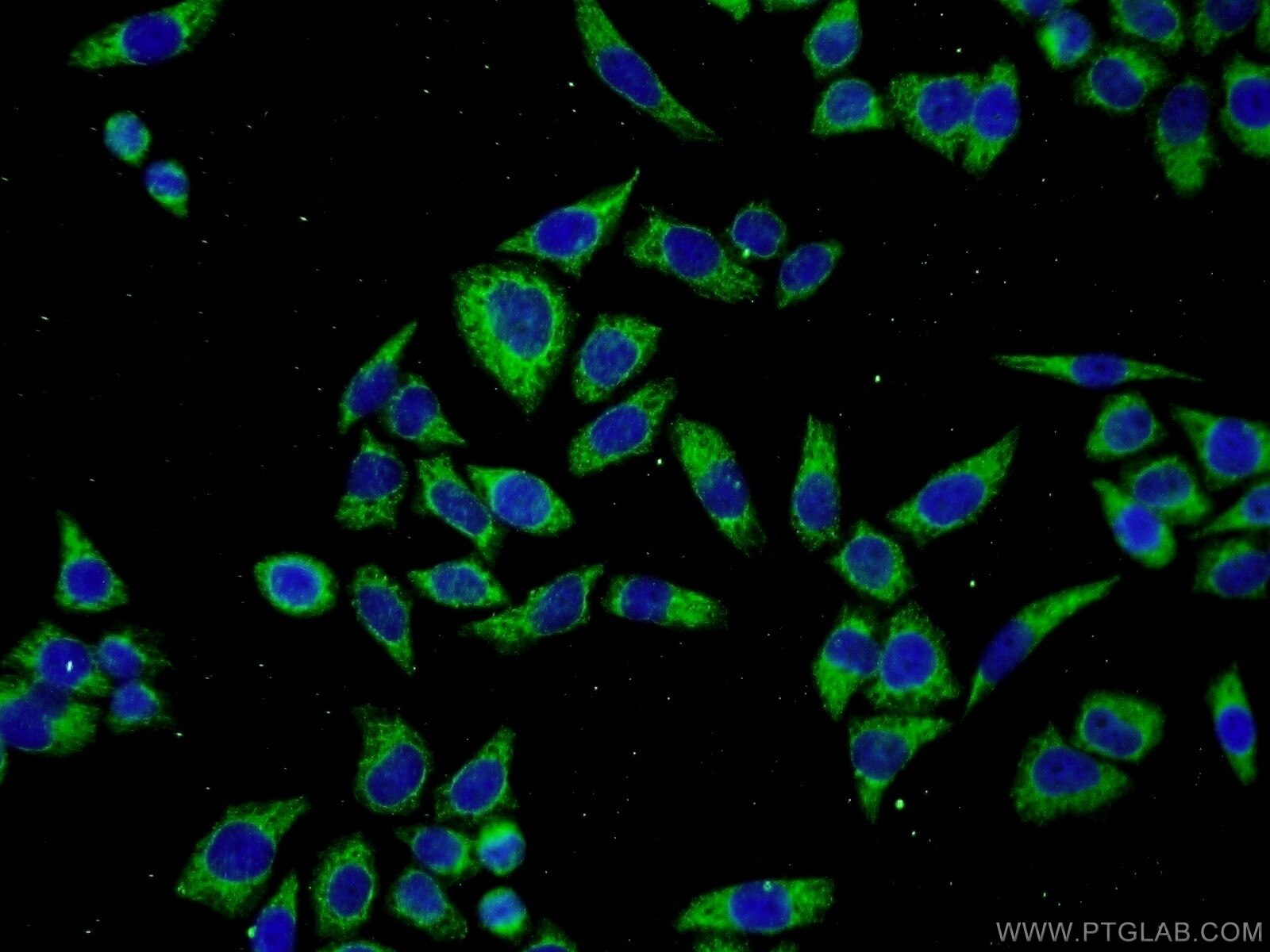 IF Staining of L02 using 11851-1-AP