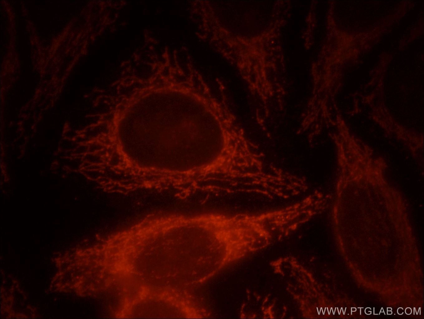 Immunofluorescence (IF) / fluorescent staining of HepG2 cells using SERPINA10 Polyclonal antibody (11851-1-AP)