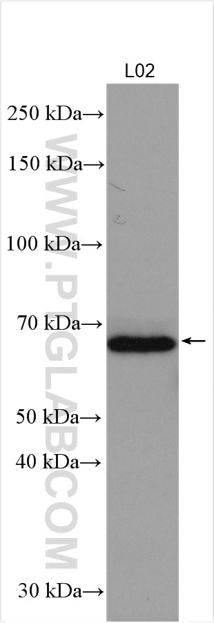 Western Blot (WB) analysis of L02 cells using SERPINA10 Polyclonal antibody (11851-1-AP)