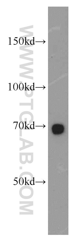 Western Blot (WB) analysis of L02 cells using SERPINA10 Polyclonal antibody (11851-1-AP)