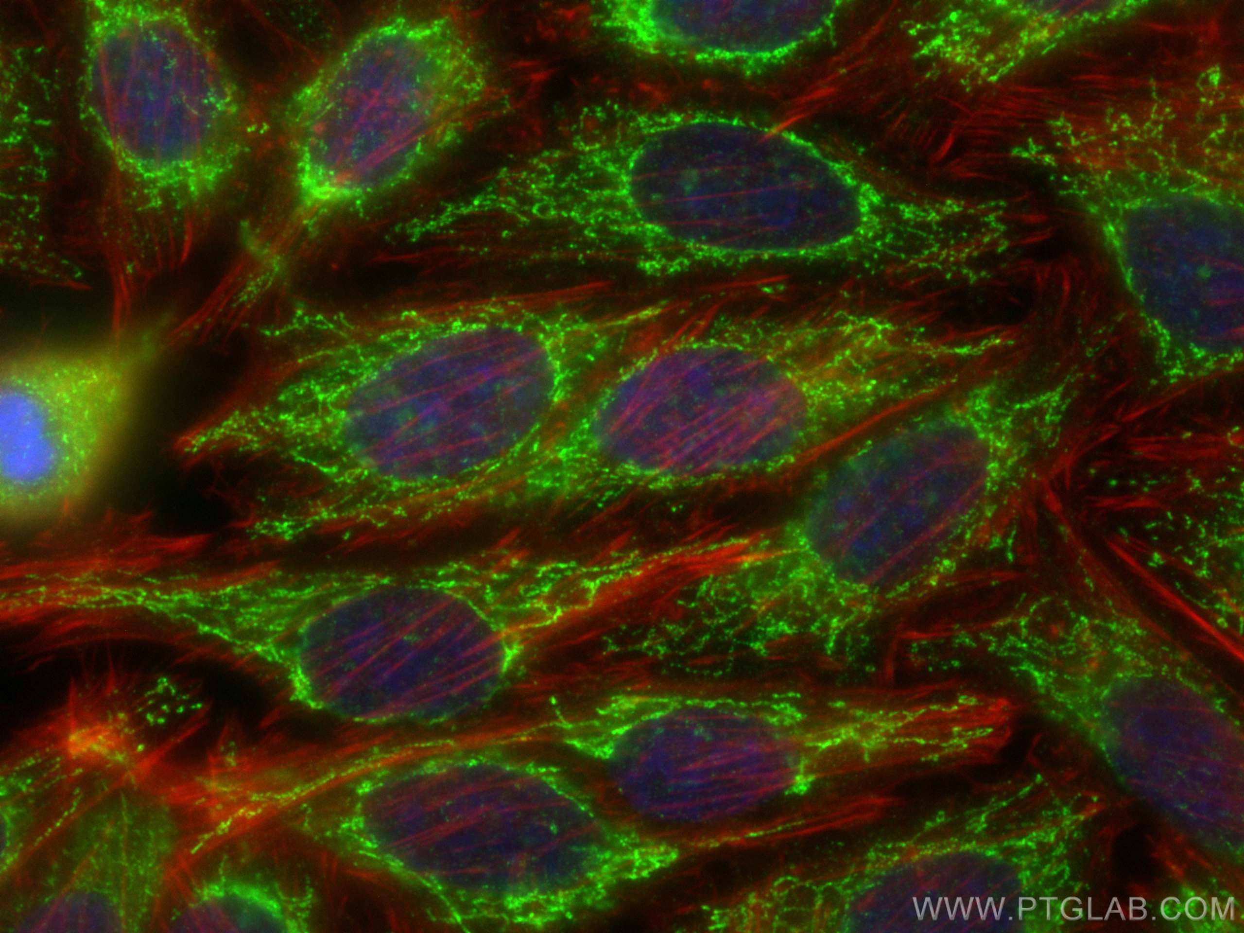 Immunofluorescence (IF) / fluorescent staining of HepG2 cells using SERPINA10 Monoclonal antibody (60113-1-Ig)
