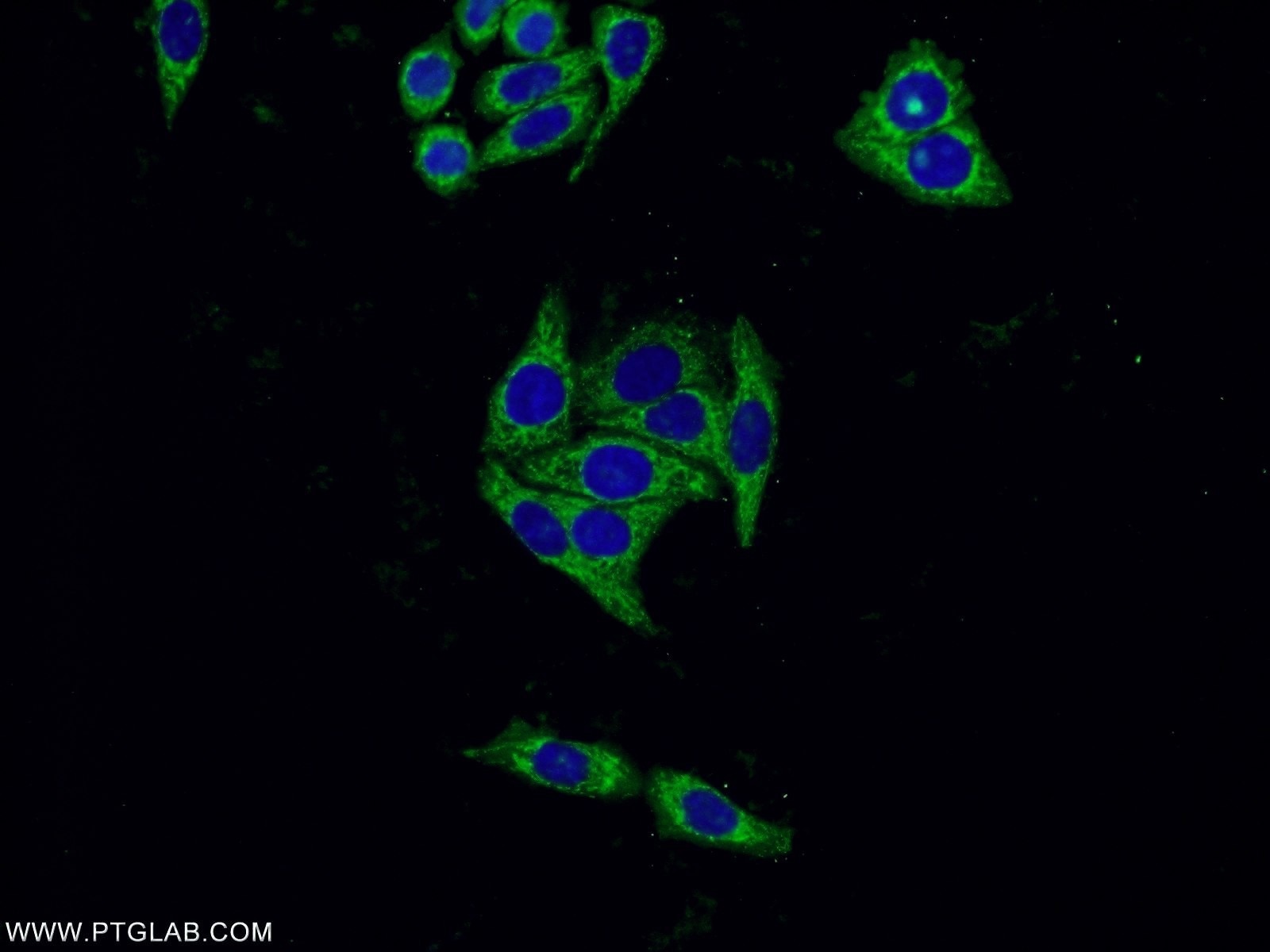 Immunofluorescence (IF) / fluorescent staining of HepG2 cells using SERPINA10 Monoclonal antibody (60113-1-Ig)