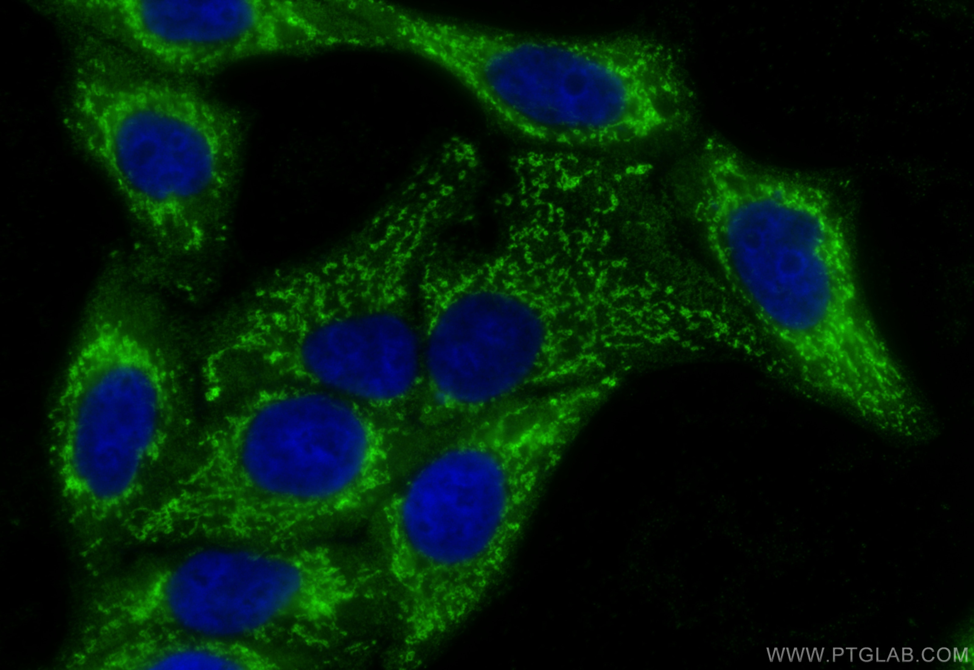 Immunofluorescence (IF) / fluorescent staining of HepG2 cells using SERPINA10 Monoclonal antibody (60113-1-Ig)