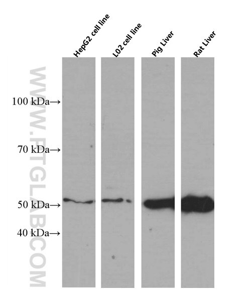 Western Blot (WB) analysis of various lysates using SERPINA10 Monoclonal antibody (60113-1-Ig)