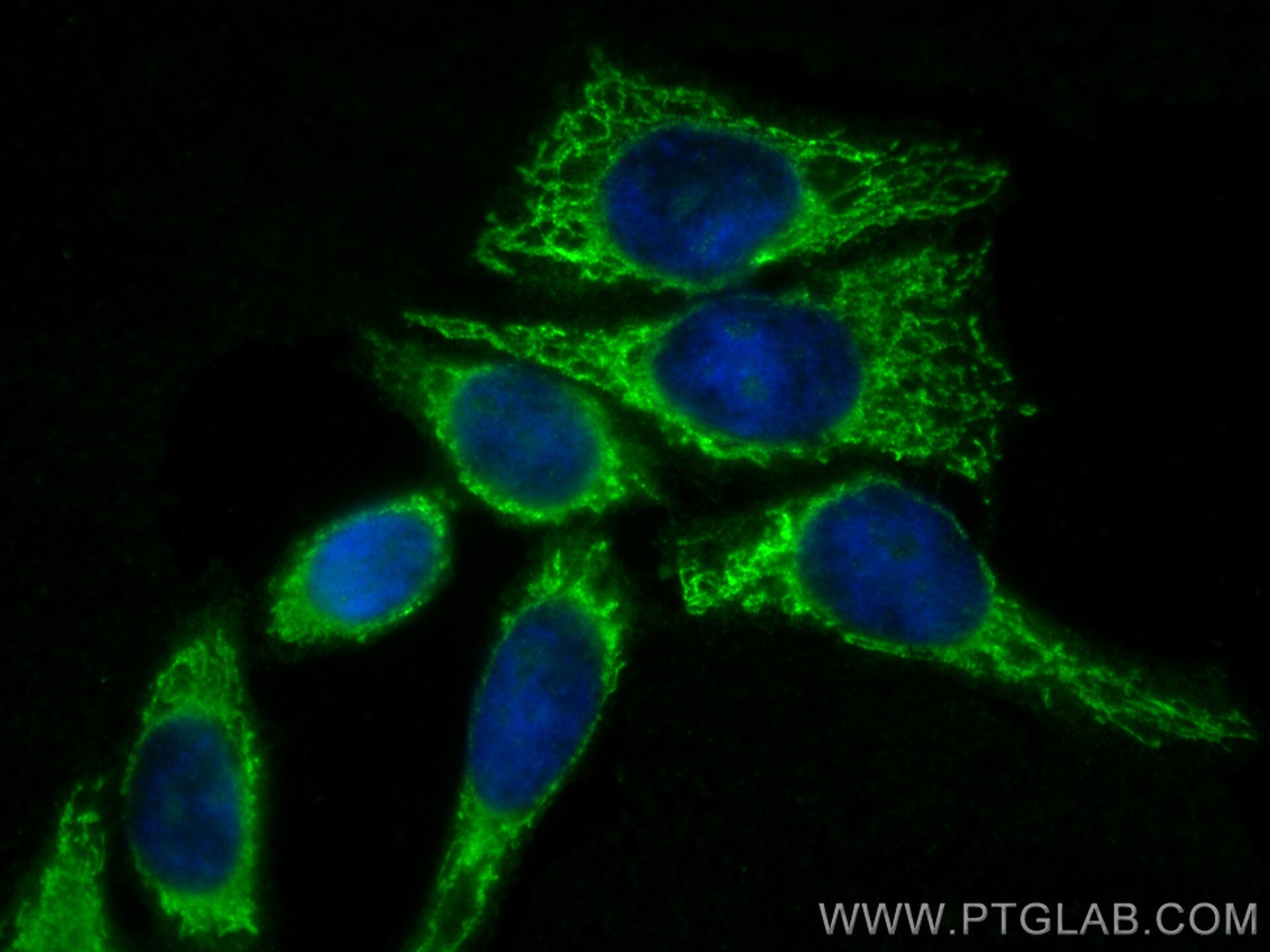 Immunofluorescence (IF) / fluorescent staining of HepG2 cells using CoraLite® Plus 488-conjugated SERPINA10 Monoclonal (CL488-60113)
