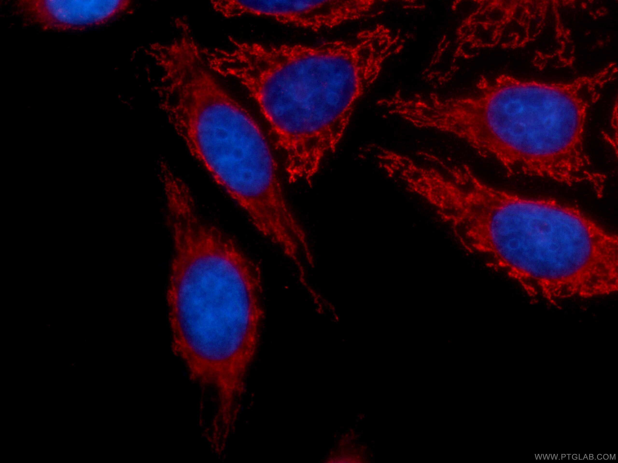 Immunofluorescence (IF) / fluorescent staining of HepG2 cells using CoraLite®594-conjugated SERPINA10 Monoclonal antib (CL594-60113)